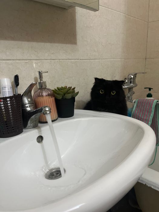 Передержка котов