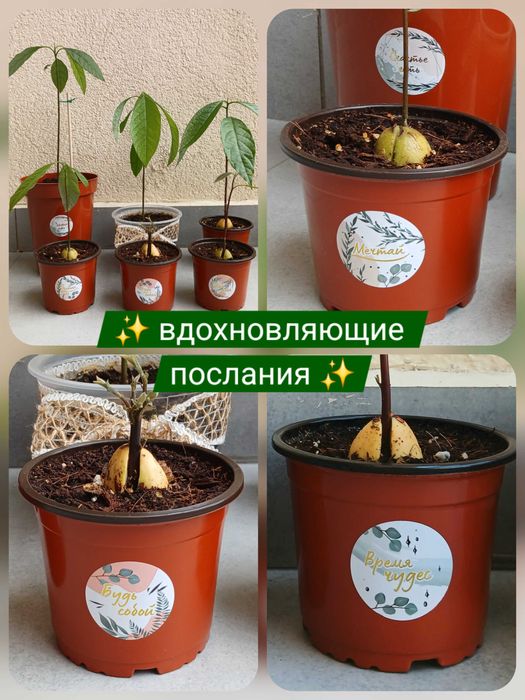 Лучший подарок! Дерево авокадо в горшке, саженцы