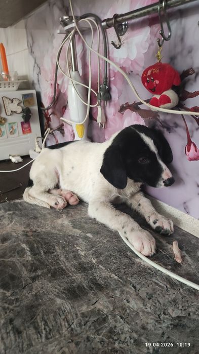 Щеночки в добрые руки