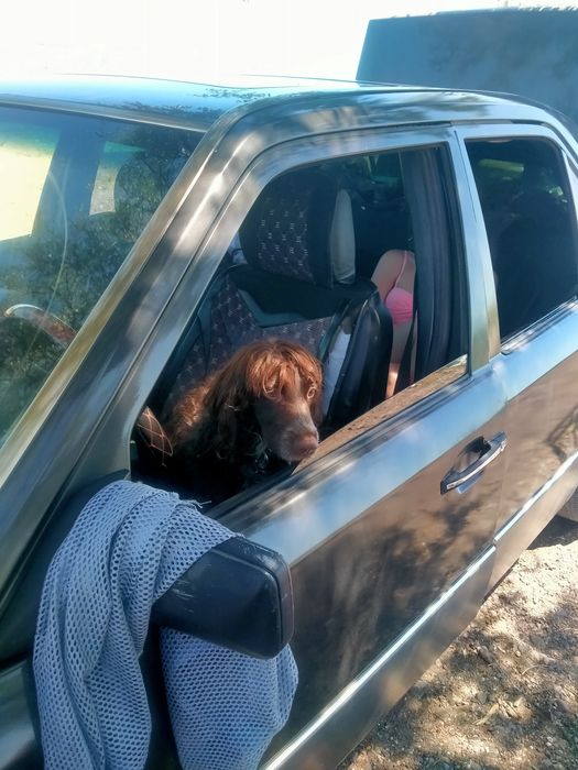 Красивые щенки спаниель