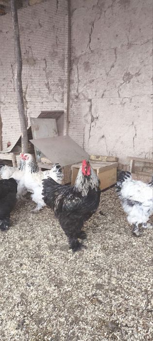 Brama tuxumlari sotiladi