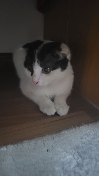 Кошка отдам в хорошие руки