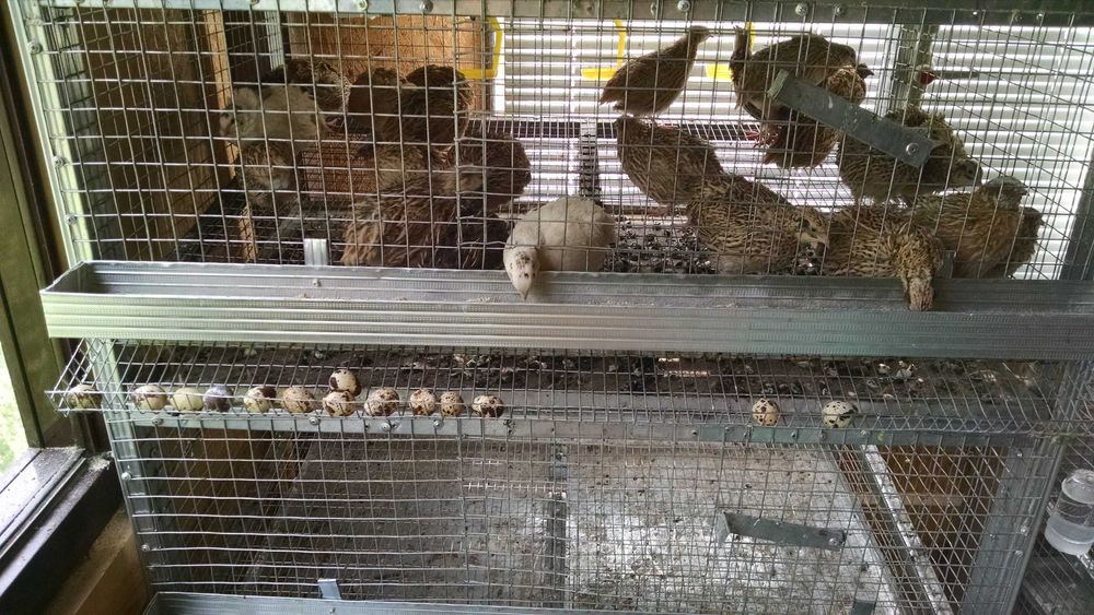 Клетки за зайци,пъдпъдъци и кокошки обурудвани