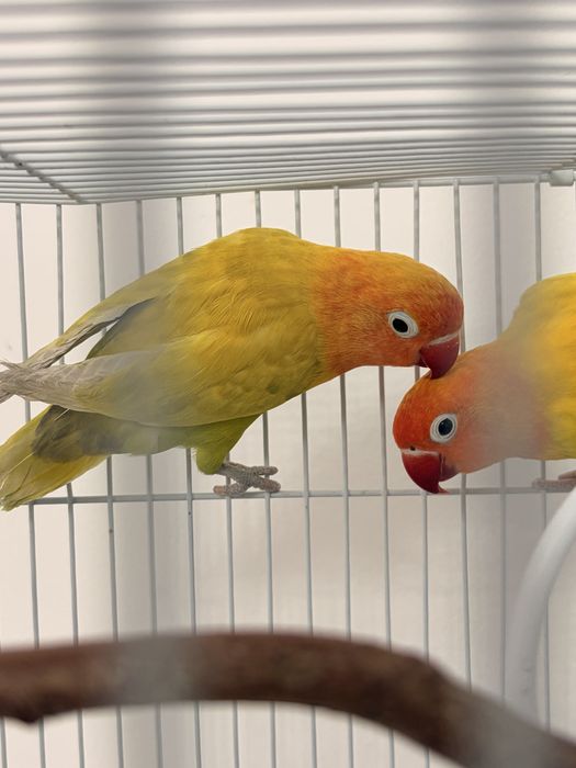 Попугаи неразлучники