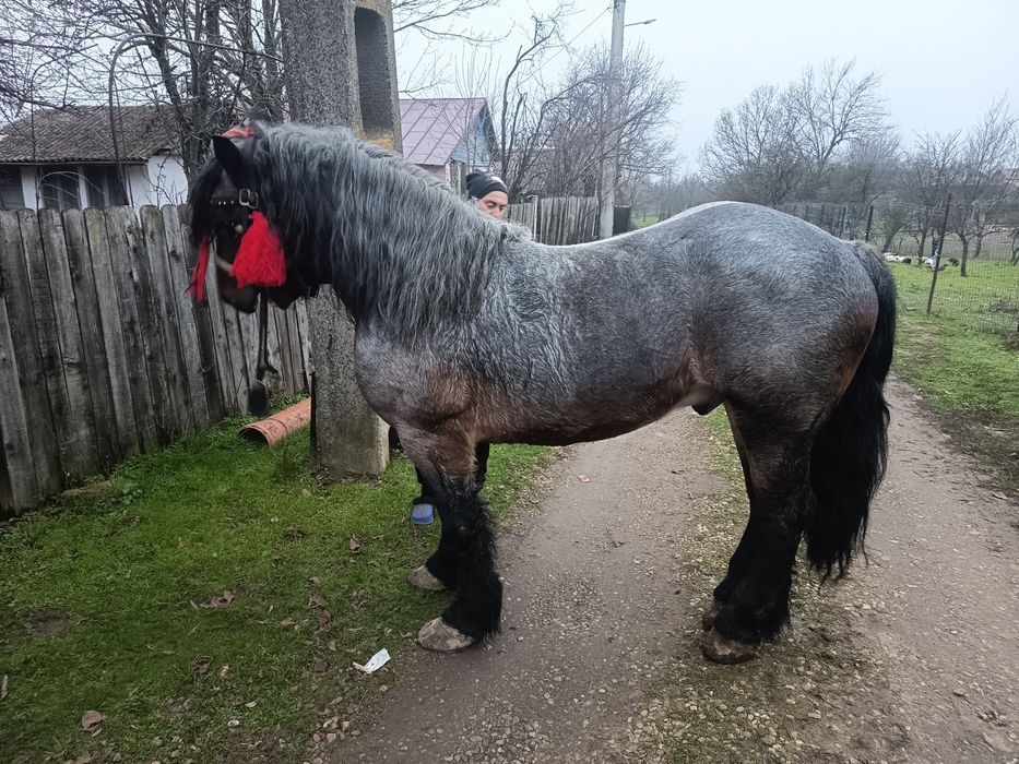 Vând armăsar  vârstă 3_4 ani