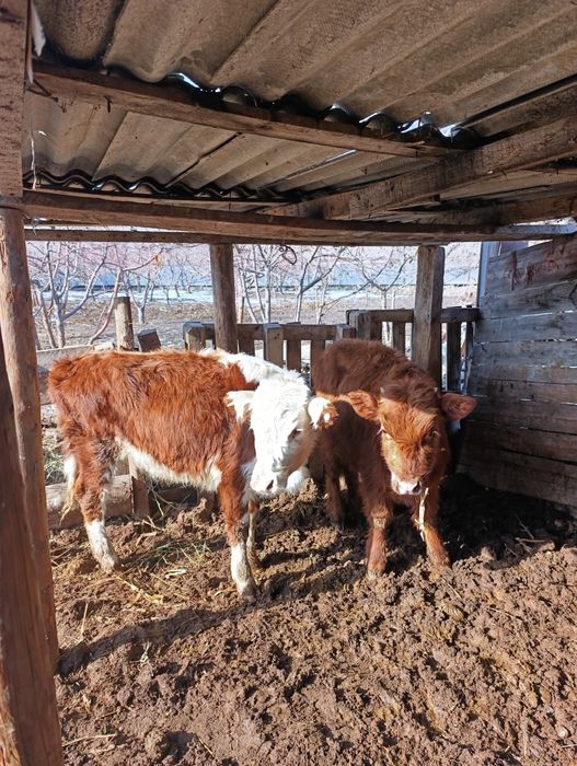 Продам телочки.ургашы.