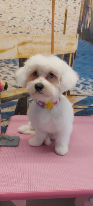 Tuns căței, pisici, salon canin,