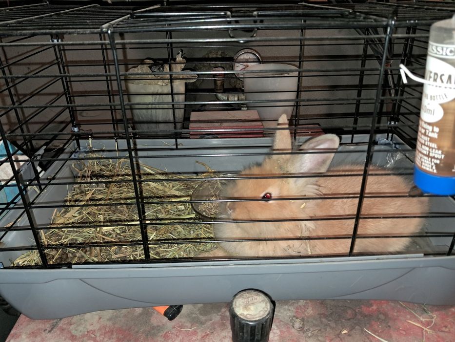 Vând iepuraș cap de leu