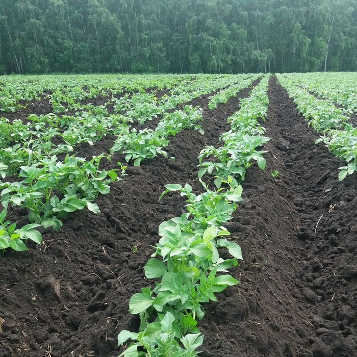 Продам землю КФХ