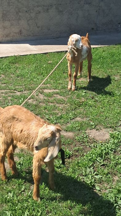 Қозы мен лақ сатылады