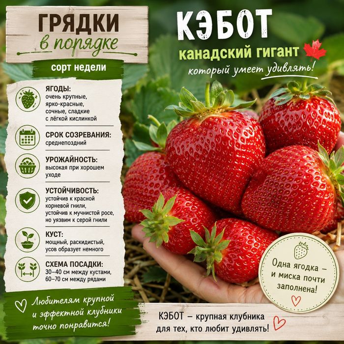 Продам саженцы клубники