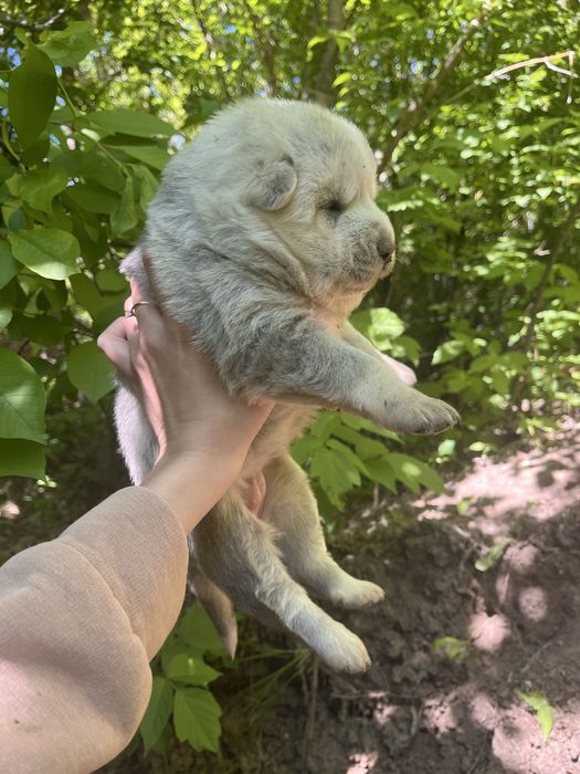 Срочно ищем дом щенку-девочке