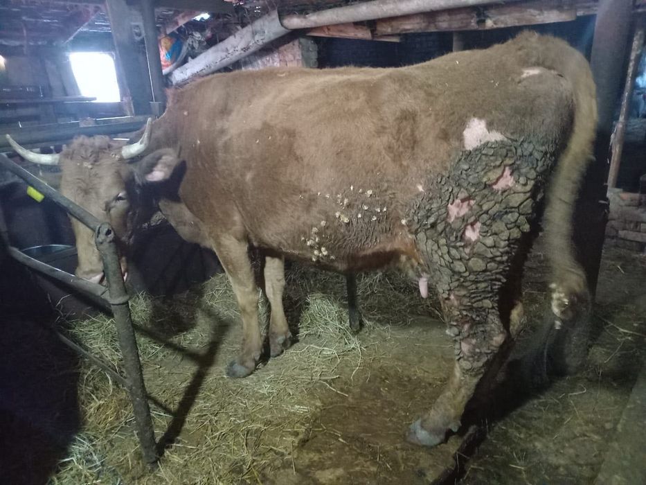 Продам коров и телят