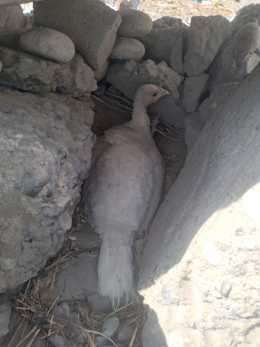 Индук куркилари сотилади