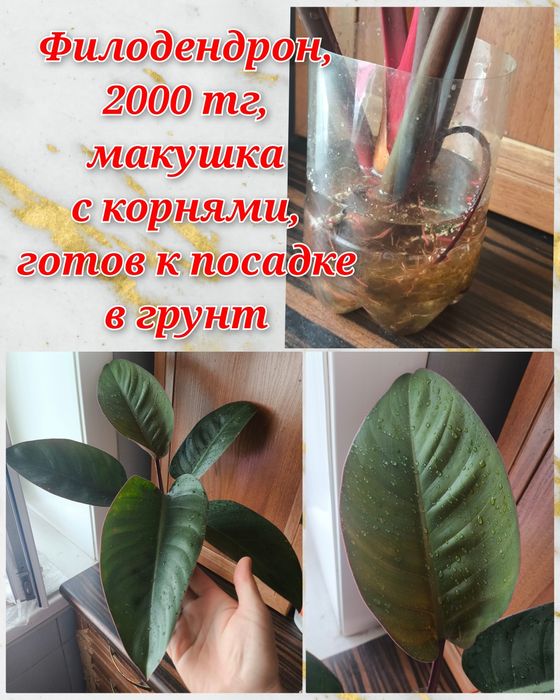 Филодендроны, фикусы