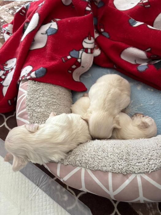 Cauta alta casa căței bichoni două femele si un mascul