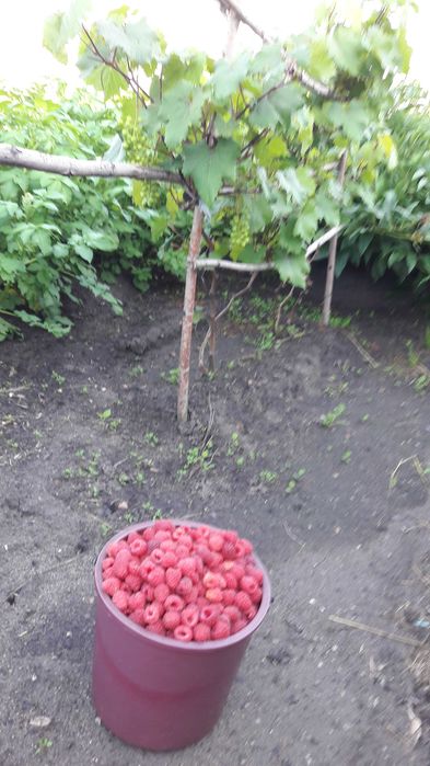 Смородина. Смородина.