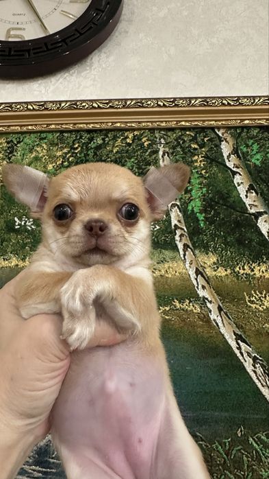 Очаровательная малышка чихуашечка