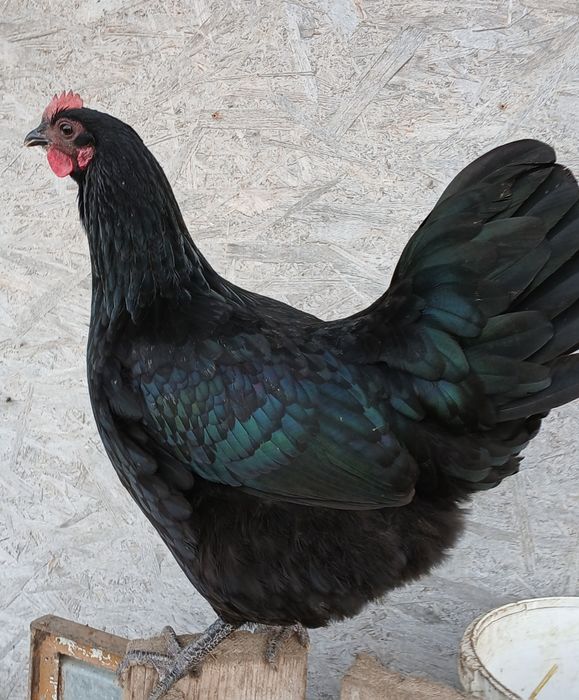 Oua incubat australorp