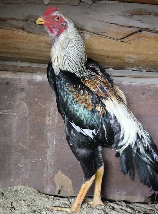 О шамо петух июньский