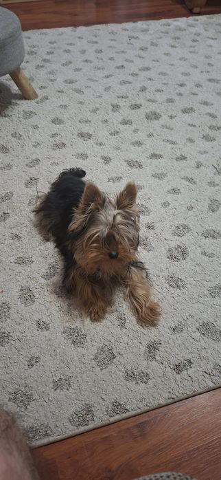 Mascul de yorkshire terrier cu pedigree