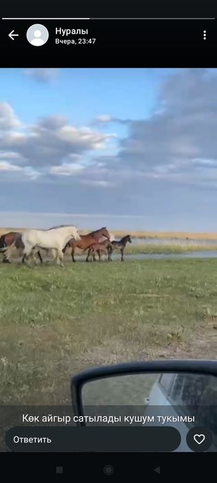 Айгыр сатылады 700 000