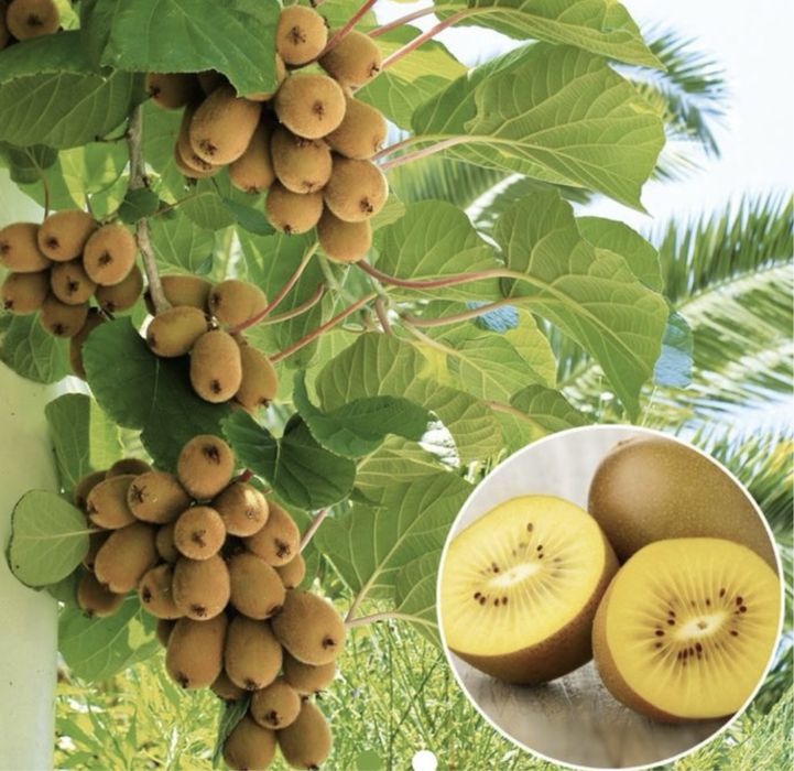 Pomi fructiferi columnari diverse soiuri