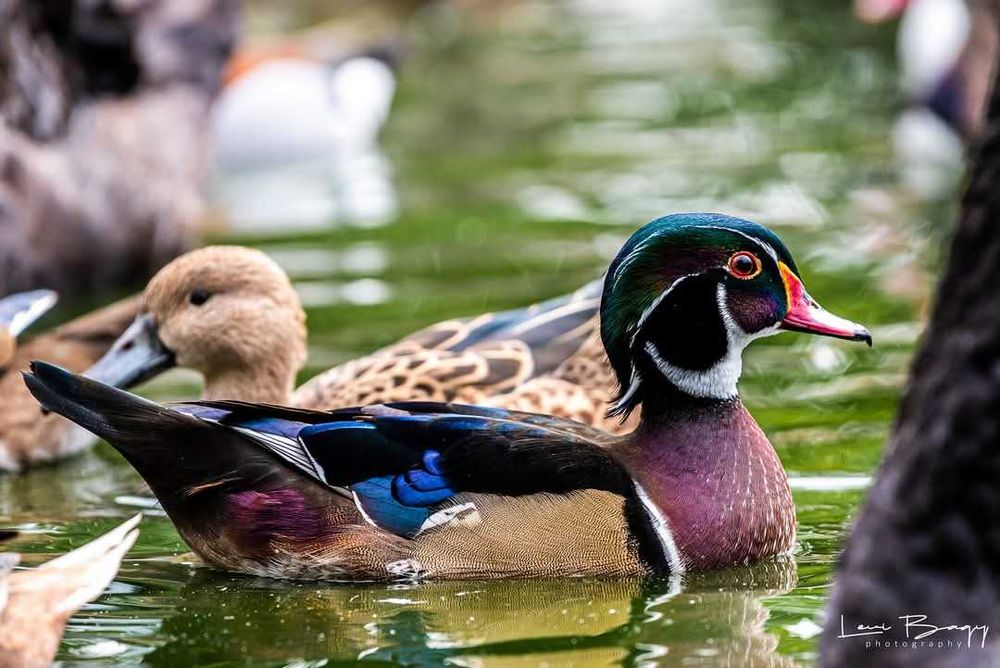 Vând Rațe, lebede, gâște exotice, de ornament