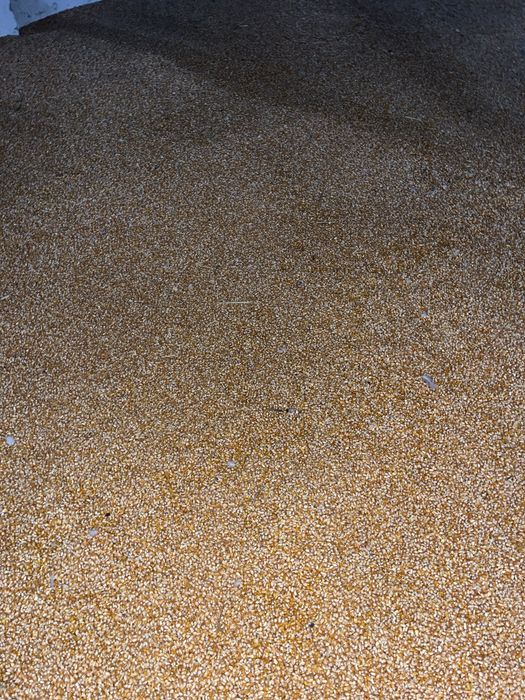 Vând porumb sticlos