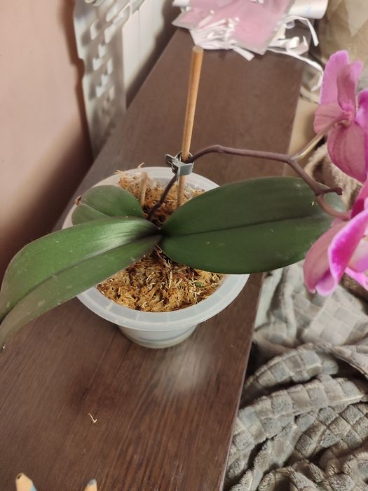 Обмен. Орхидея фаленопсис.