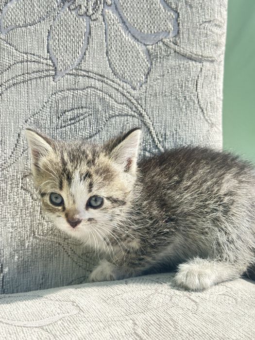 Котята ищут дом