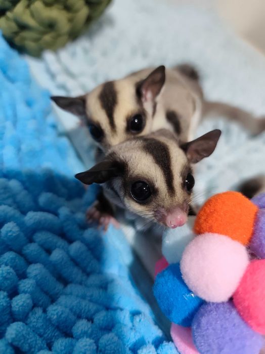 Захарна летяща катеричка