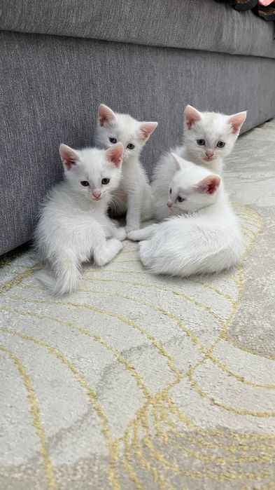 Кошка, котята  обменяю на вискас  или  шоколадку