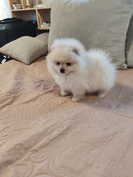 Померан мини мъжко и женско