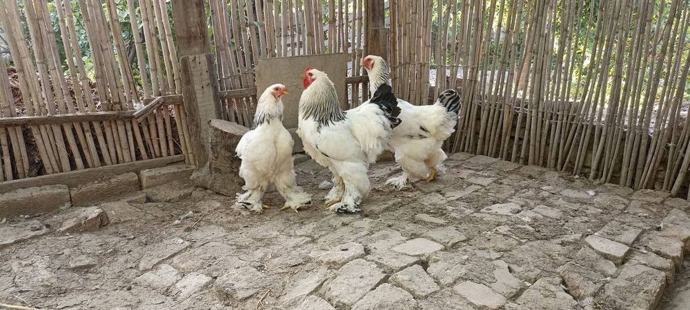 Брама тухум сотилади