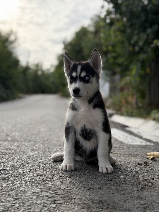 Disponibil mascul husky siberian!