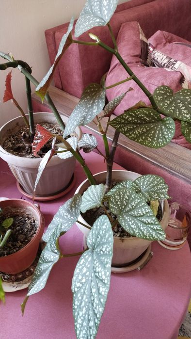 комнатные растения