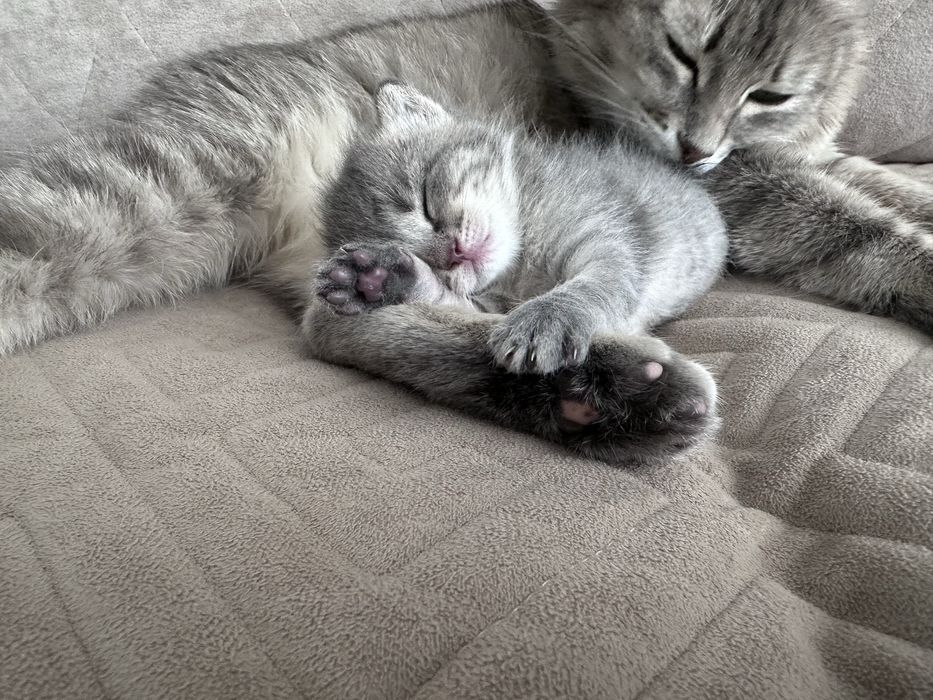 Отдам котенка в добрые руки