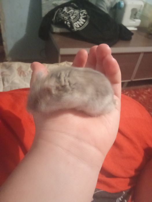 Хомячок хороший 2 месяца