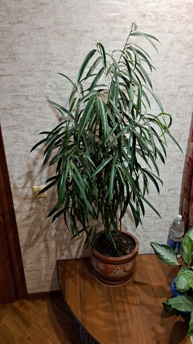 Комнатные растения