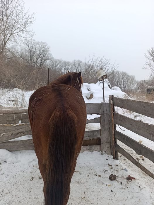 Продам жиребца 6 лет