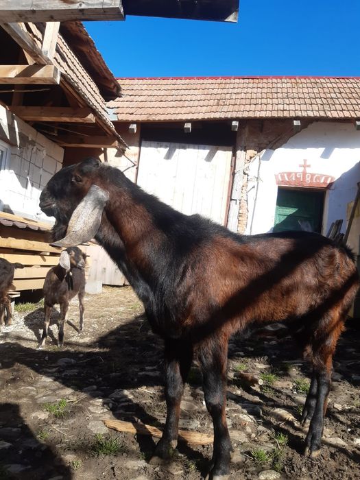 Capra cu ied anglo nubian
