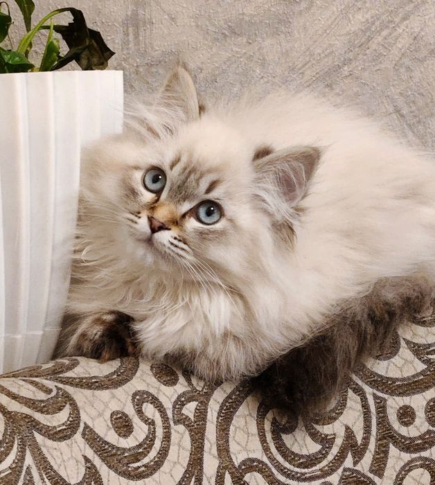 2 та “Невская маскарадная” мушукчалар сотилади