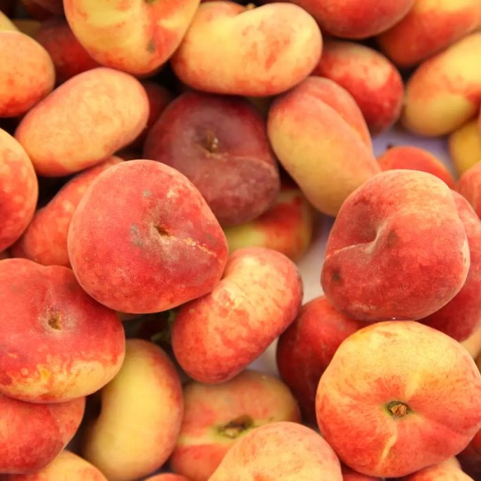 Piersic Plat Sugar Baby