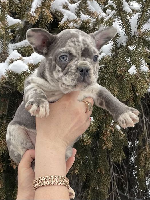 Щенки французского бульдога мерле