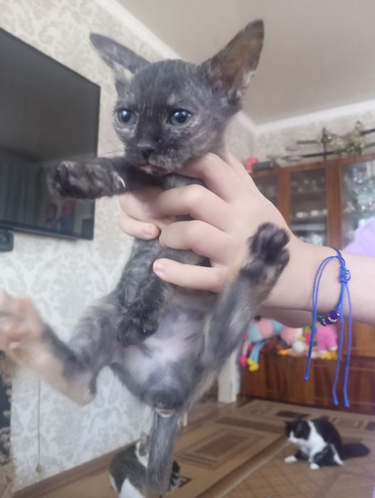 Отдам котят в добрые руки