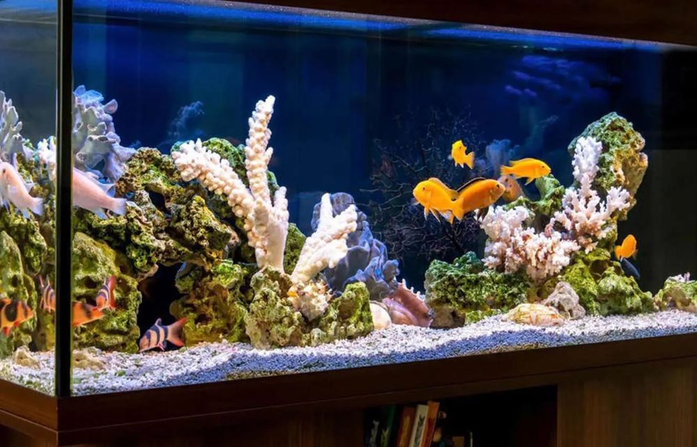 Чистка аквариума , оформление запуск качественное обслуживание