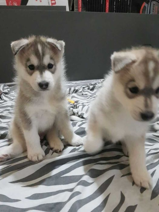 Продается сибирский хаски светлый окрас жемчуженка мальчик 1,5месяца
