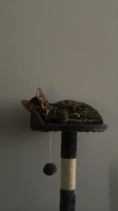 Бенгальская кошка
