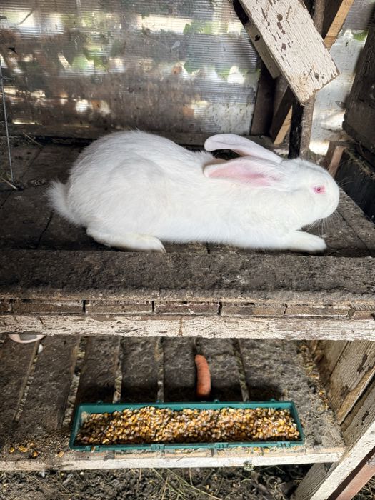 Iepuri de vanzare diferite culori